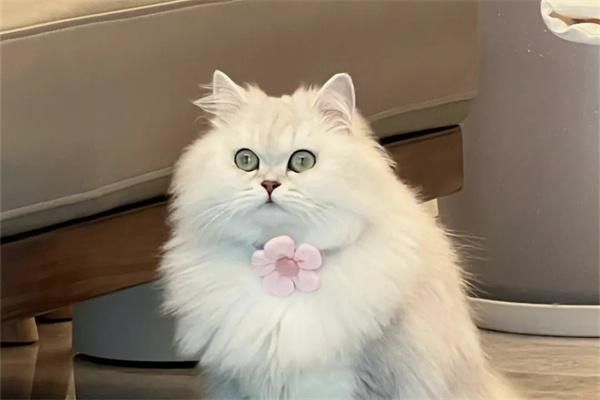 猫咪的瞳孔是怎么变化的？