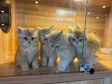 矮脚猫舍金渐层种类繁多小猫咪可爱