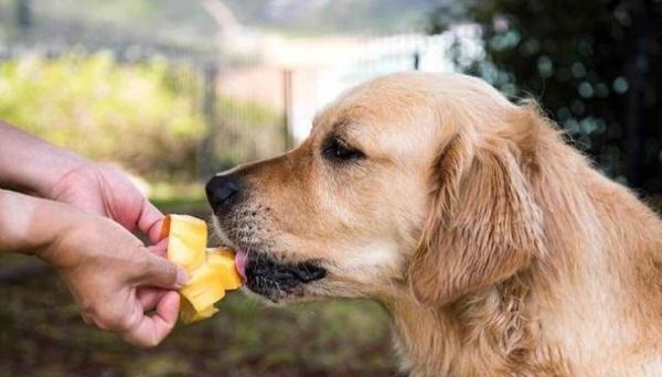狗狗吃完打虫药后需要禁食吗？多久可以恢复正常饮食？