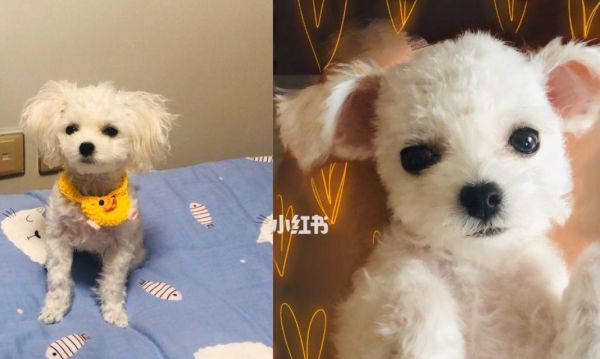 小狗去世了有什么讲究？如何正确处理宠物的后事？