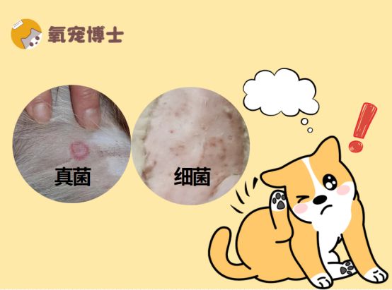 狗狗细菌和真菌感染皮肤病怎么治疗？