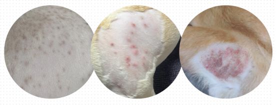 狗狗细菌皮肤病怎么治疗？