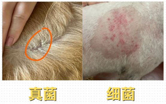 狗狗皮肤病怎么区分和治疗？