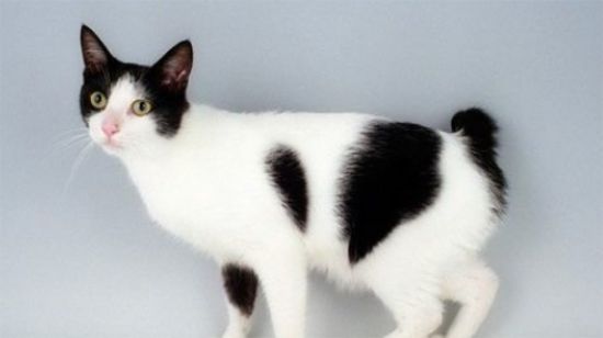 猫咪真菌感染用什么药比较好？
