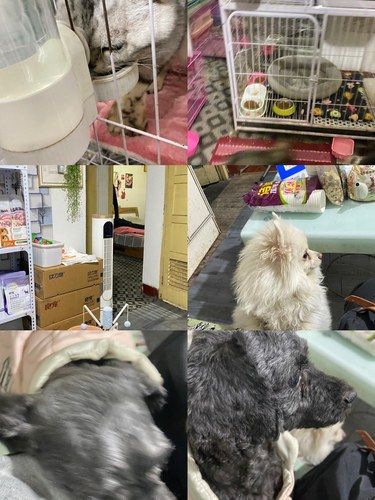 可以寄养小猫小狗的一家小店