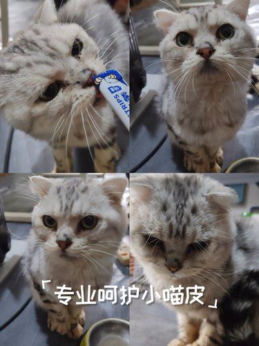 猫咪快乐时光记