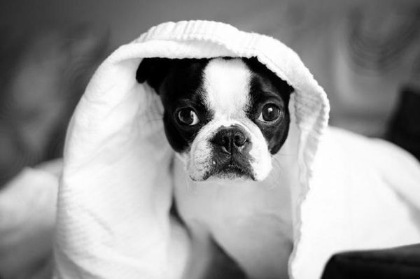 爱犬过生日了，怎么能少得了生日蛋糕呢？手动制作一个吧