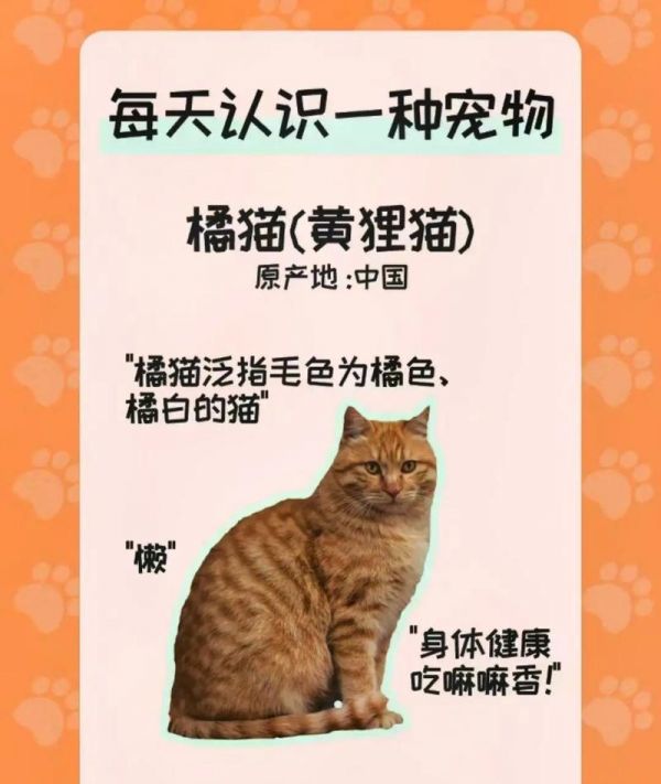 一岁橘猫和狸猫的猫粮选择有何不同？哪种猫粮更适合它们？
