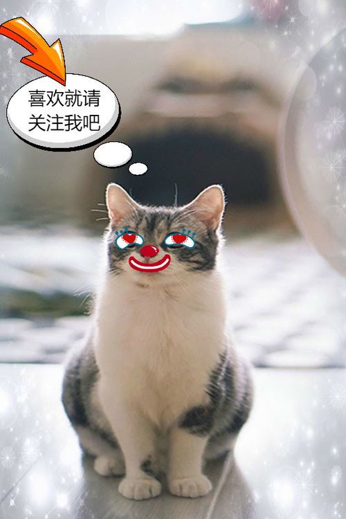 宠物狸猫如何辨公母?一招教你轻松识别!