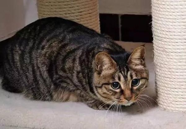 狸花猫是什么？中国的土猫，世界的名猫：喵星人果然不一般！