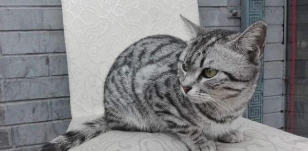 狸花猫是什么？中国的土猫，世界的名猫：喵星人果然不一般！