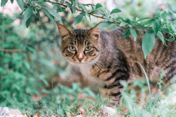 狸花猫是什么？中国的土猫，世界的名猫：喵星人果然不一般！