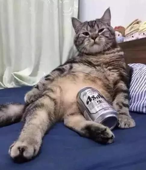 胖狸猫偷喝了主人啤酒