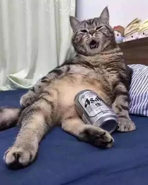 胖狸猫偷喝了主人啤酒
