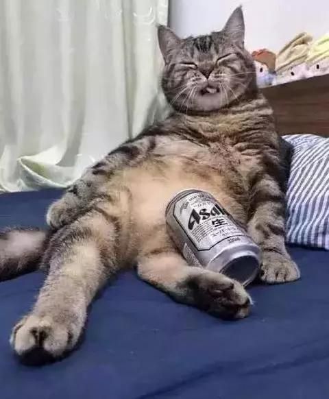 胖狸猫偷喝了主人啤酒