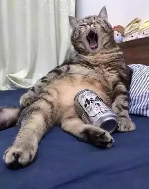 胖狸猫偷喝了主人啤酒