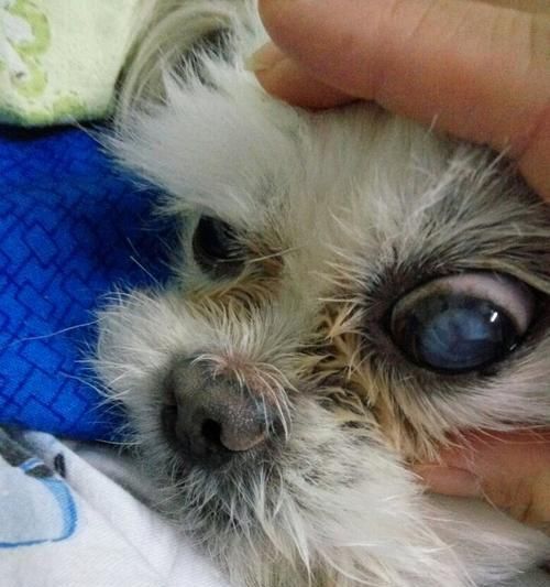老狗白内障手术，拯救宠物老年生活（狗狗白内障手术需要注意的问题和手术后的护理）