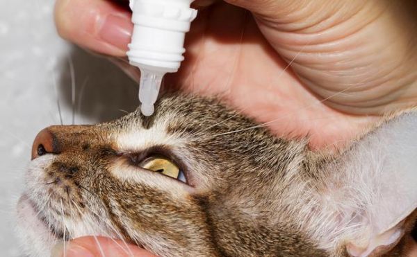 宠物猫咪白内障会怎样影响生活（探究白内障对猫咪生活的影响及应对方法）