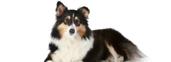 以喜乐蒂犬得了白内障，如何治疗？（宠物白内障常见病，关注眼部健康是关键）
