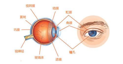 宠物蓝眼白内障预防与治疗