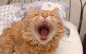 猫咪白内障是什么