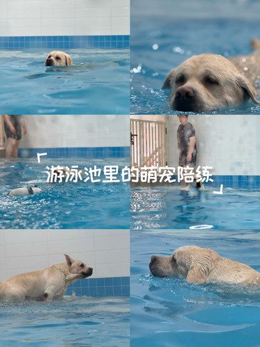 泳池里的小海豚