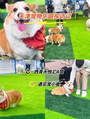 天津的狗狗乐园！宠物超友好