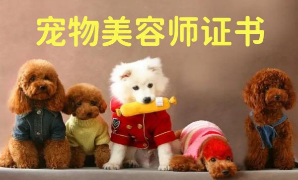 天津学宠物美容技能专业培训学校排名TOP6名单更新.jpg