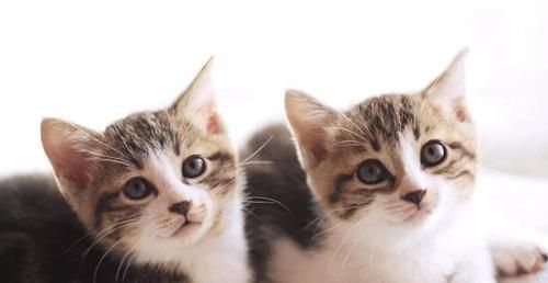 探究小猫喜欢的音乐类型（揭秘宠物喜好）