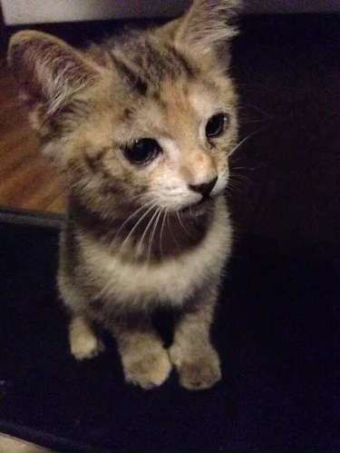 捡来的小猫咪长大了