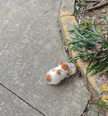小奶猫幼崽...