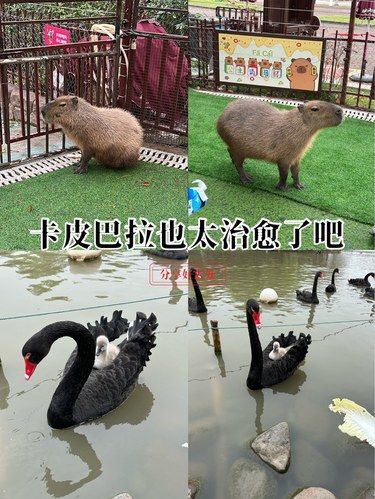 卡皮巴拉很治愈，天鹅妈妈驮着宝宝超可爱