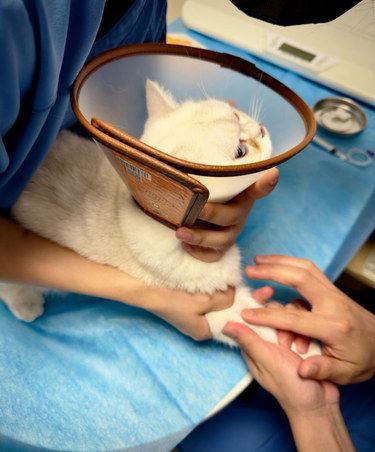 医院里的猫咪日常