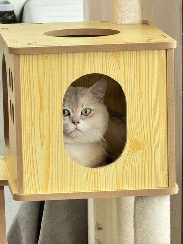 铲屎官私藏的宝藏宠物医院