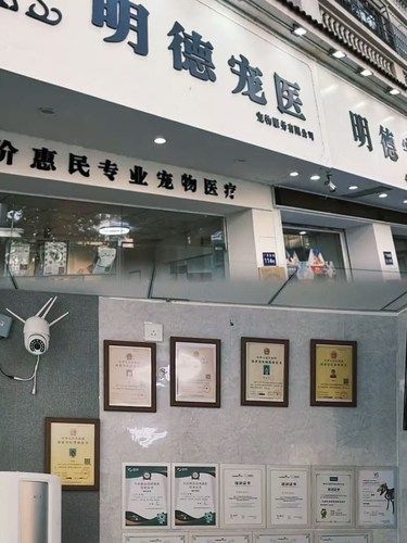 爱宠人士必看：明德医院的超赞体验