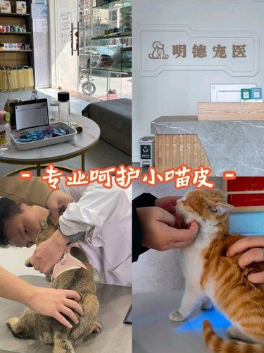 宠物们的健康守护者