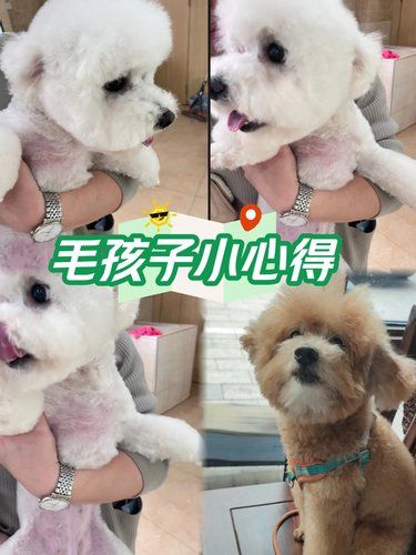在这里毛孩子可以治愈各种不快乐~
