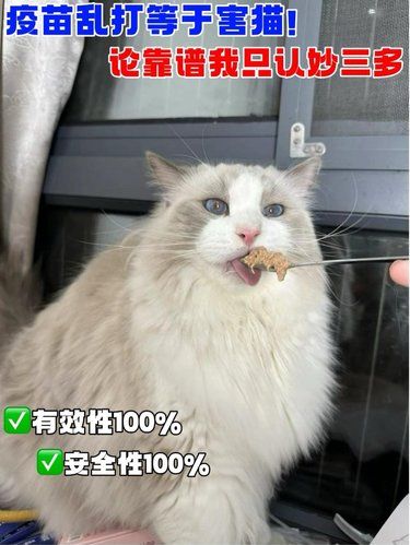 幼猫首免选啥？妙三多兽医首推款