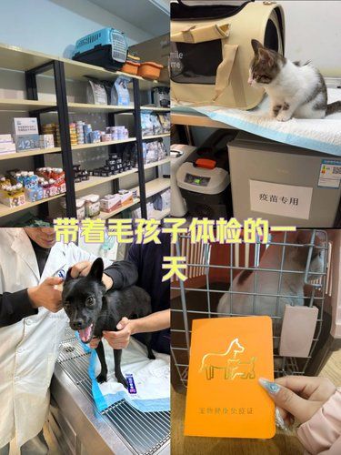 为每个宠物提供精确的诊断 24小时夜诊