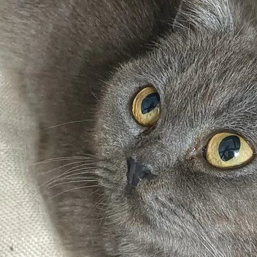 今天猫主子心情复杂了