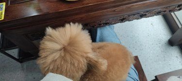 狗狗不舒服的日子