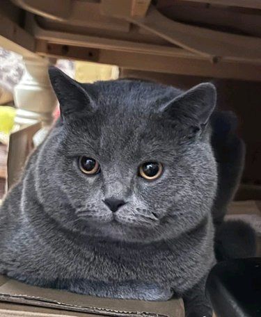 今天猫主子心情复杂了