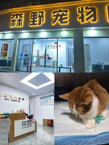 安心陪诊服务，我体验了