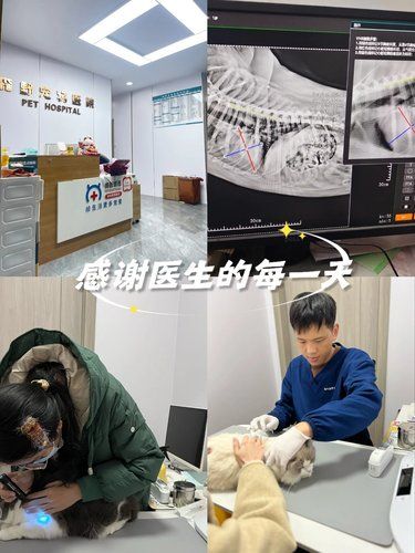 宠物体检日～X射线篇