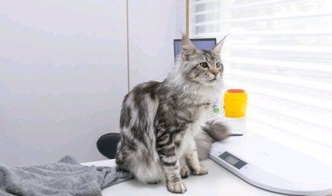 猫咪看诊的一天