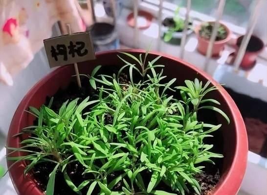 我喜欢养的宠物（探索与宠物共同生活的乐趣）