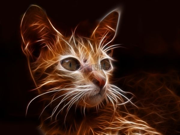 猫,毛茸茸,宠物