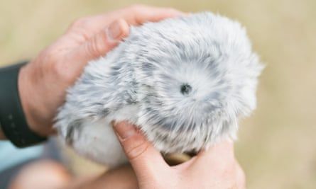 Justin McCurry with his silvery-white AI pet, a Moflin called Hammy