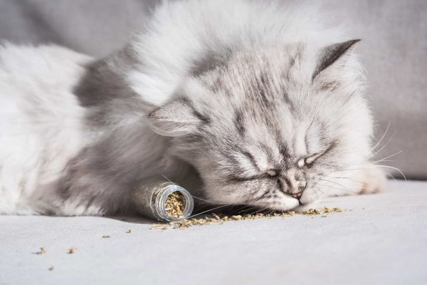 毛茸茸的灰色波斯猫
