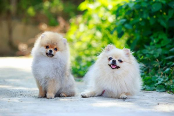 两只迷你博美犬。图片来自那不勒斯